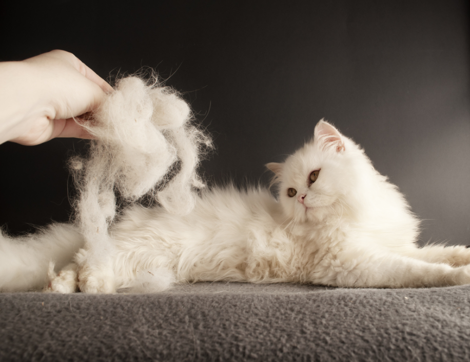 Tüy dökülmesine karşı hangi mama iyi gelir?