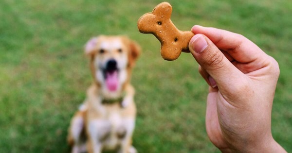 Köpeğime hangi ödül maması daha sağlıklı?